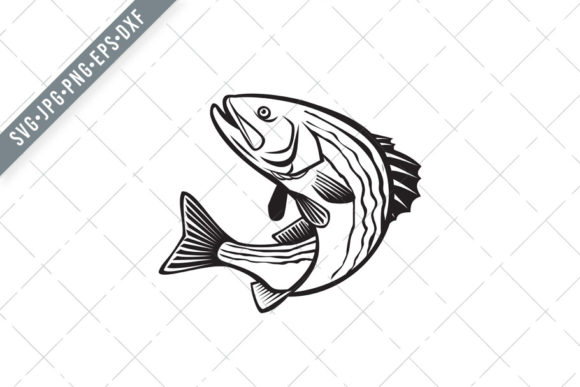 Striped Bass Morone Saxatilis: The Iconic Atlantic Striper and Its Retro Illustration Revival